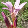 花のほほえみ