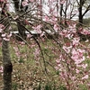 頑張れ日本🇯🇵桜も咲いた🌸🌸🌸