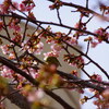 孝行ドライブ熱海桜編④熱海桜とメジロとの格闘