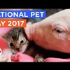 National Pet Day: 9 Perfect Pet Adoptions & Rescues | The Dodo