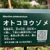 （紹介：植物）新宿の新宿中央公園にあるオトコヨウゾメを紹介します