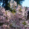 まだ桜満開(^O^)