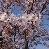 さみしい桜　　わたし、レオン、病院へ