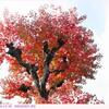ナンキンハゼ　〈紅葉〉