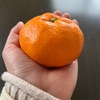 まーたる、毎日みかん生活始めました〜🎶ヽ(*＾ω＾*)ﾉ🍊✨❤️