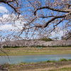 お花見までか…「感染を防ぐために一定の距離を保ってお送りしています。」