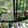 ポトスタワー立ててみた（あさがおの観察日記風）（園芸2025）