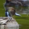 11月に東京・国営昭和記念公園で見られる野鳥たち　まとめ