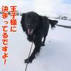 明日、春が来たら～♪