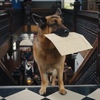ハドソン＆レックス～セントジョンズ警察シェパード犬刑事〜Hudson & REX ☆S5-9