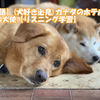 【英語】(犬好き必見)カナダのホテルの犬の大使【リスニング学習】