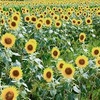 小野市ひまわりの丘公園2025：見頃の開花状況と混雑回避のコツ