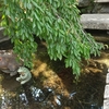 京都・嵐山散策④　天龍寺：庭園巡り