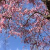 ご近所枝垂れ桜🌸満開！