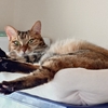 １０月のねこさん