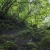 苔生した石の間を流れてくる湧水の音が　辺りに響いていました