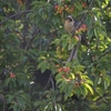 サクランボと野鳥（菜食主義者）