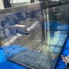 水槽をリセットしたよ🐠