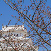 姫路城と2本の桜