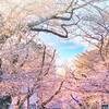 東京都心で桜満開と発表！隅田公園・浅草寺・上野公園に慌てて行ってみた！