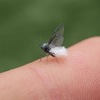 【２０２０年北海道】雪虫が出てから初雪までの日数をカウントしてみた。