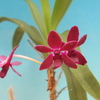 Vandachostylis Pinky`Kurenai'  紅　　(Rhynchostylis  gigantea(Spot)  x  V.falcata   )