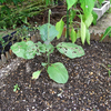 夏植え野菜のその後