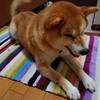 柴犬『きなこ』の境界線！基準はなあに？どんどん進出