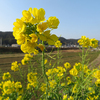 南部鉄器マン・2019年2月14日・菜の花・鬼アザミ・綿帽子・梅の花！