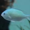 Blue green chromis / デバスズメダイ