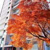 終わりかけている紅葉、されど見事な紅葉