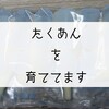 自家製たくあんを育ててます！