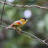 ゴシキソウシチョウ(Silver-eared Mesia)