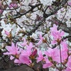 廣田神社｜綺麗に咲くコバノミツバツツジを見に行きました🌺