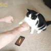 猫に「おもちゃはどっち」と尋ねたら「こっち」とご名答！
