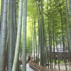 〖竹林〗報国寺の直書き御朱印と見どころを徹底紹介