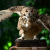 掛川花鳥園