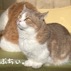 雨田甘夏、不信感です。【猫と日光浴と殺菌事情】