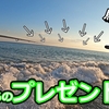 【#23】クリスマス釣行”猛毒魚”がサーフで泳ぎ狂っていました🐟in田原サーフ【釣行日2023/12/25(月)】