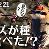 1221【激レア！肉食モズが紫式部を食べる】野生タヌキ。タシギやコサギの捕食、木星土星。野良猫、ジョウビタキやツグミが種子食べる。ホオジロ雄雌ヨシガモ【 #今日撮り野鳥動画まとめ 】 #身近な生き物語