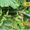夏野菜　キュウリ09【花芽かき忘れ】