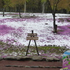 満開の芝桜…