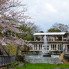 古都桜満開その４