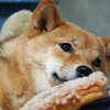 悩み迷った犬の避妊手術が無事終わりました。心配し過ぎた前日から当日、術後の流れ