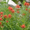 Wildflowers at Cascade Canyon