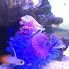 病院の魚たち