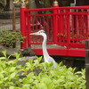 富岡八幡宮で見つけたアオサギ♪♪