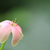 神代植物公園を歩いて～写真散歩～７／２０