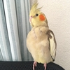 鳥はどんなことを考えているんだろう？