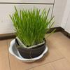 猫草を何時も買っていますが、、